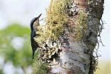 Chestnut-vented Nuthatch